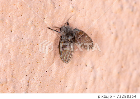 Bathroom Moth Midge 73288354