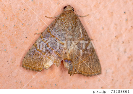 Adult Underwing moth Adult Underwing moth 73288361