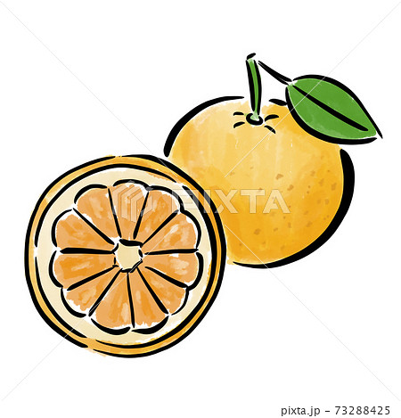 甘夏　フルーツ　果物　イラスト　筆　水彩　手描き 73288425