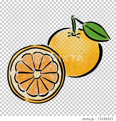 甘夏　フルーツ　果物　イラスト　筆　水彩　手描き 73288425