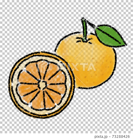 甘夏 フルーツ 果物 イラスト 水彩 手描きのイラスト素材 [73288426