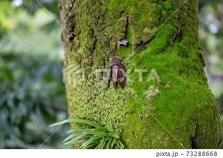 苔むした木の幹にとまるアブラゼミ	 73288668