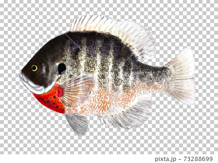 Blue Gill 73288699