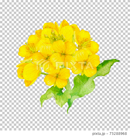 菜の花 アブラナ 春　水彩 イラスト 73288968