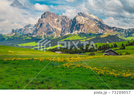 Spring scenery with green meadows and yellow dandelions, Dolomites, Italy 73289057