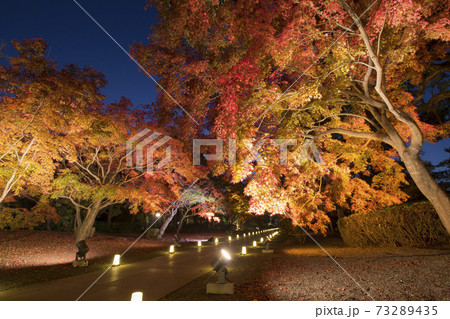 細川刑部邸庭園紅葉の夜景 細川刑部邸庭園紅葉の夜景 73289435