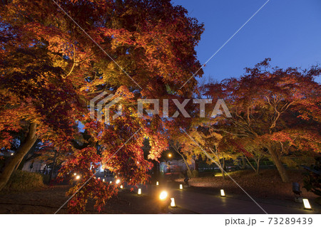 細川刑部邸庭園紅葉の夜景 細川刑部邸庭園紅葉の夜景 73289439