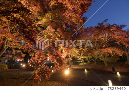 細川刑部邸庭園紅葉の夜景 細川刑部邸庭園紅葉の夜景 73289440