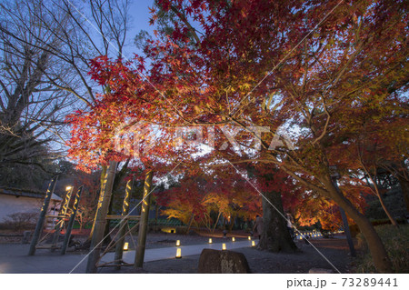 細川刑部邸庭園紅葉の夜景 細川刑部邸庭園紅葉の夜景 73289441