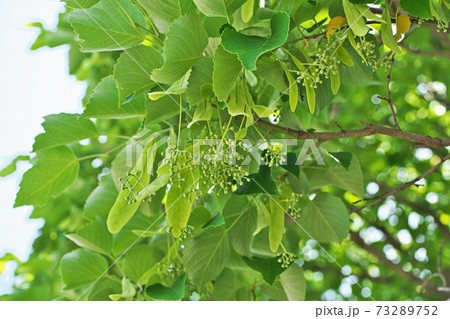 ボダイジュ（菩提樹）の蕾の写真素材 [73289752] - PIXTA