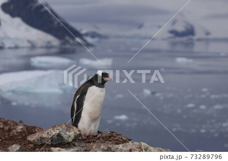 ジェンツーペンギン 73289796
