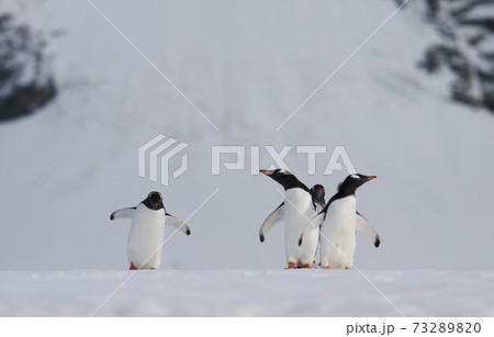 ジェンツーペンギン 73289820
