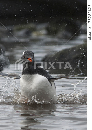 ジェンツーペンギン 73289823