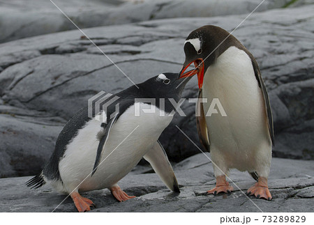 ジェンツーペンギン ジェンツーペンギン 73289829