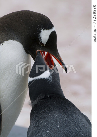 ジェンツーペンギン ジェンツーペンギン 73289830