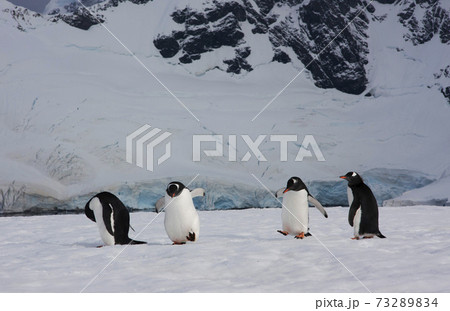 ジェンツーペンギン 73289834
