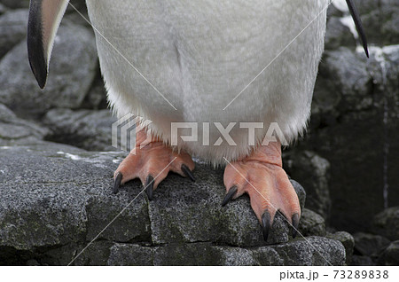 ジェンツーペンギン 73289838