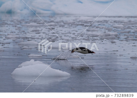 ジェンツーペンギン 73289839