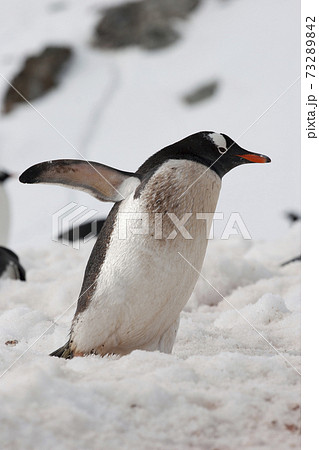 ジェンツーペンギンの写真素材 [73289842] - PIXTA