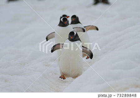 ジェンツーペンギン 73289848