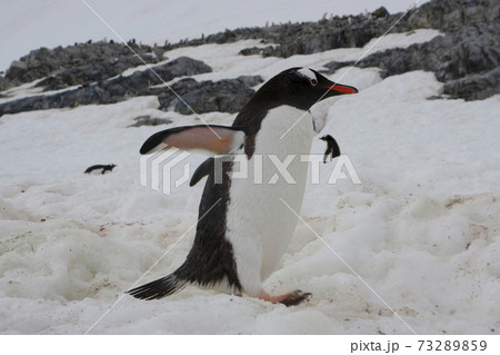 ジェンツーペンギン 73289859