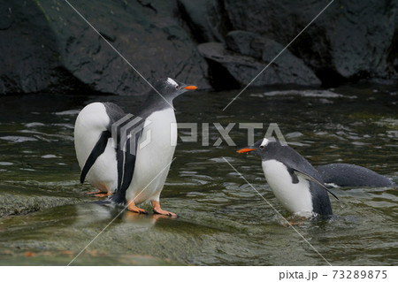 ジェンツーペンギン 73289875