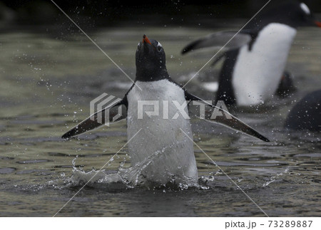 ジェンツーペンギン ジェンツーペンギン 73289887
