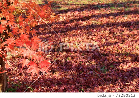 枝に残った紅葉と落葉の写真素材