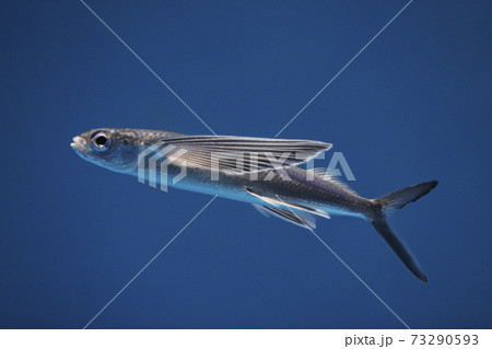 ホソアオトビウオ 73290593