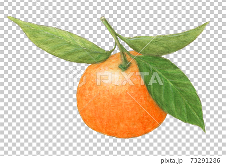 葉付きみかん 水彩色えんぴつ画のイラスト素材 [73291286] - PIXTA