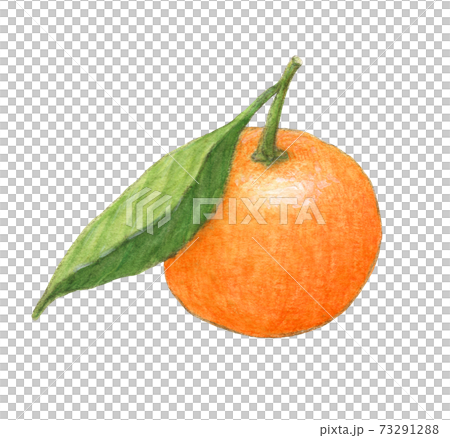 葉子的Mikan,水彩顏色empitsu繪畫 葉子的Mikan,水彩顏色empitsu繪畫 73291288