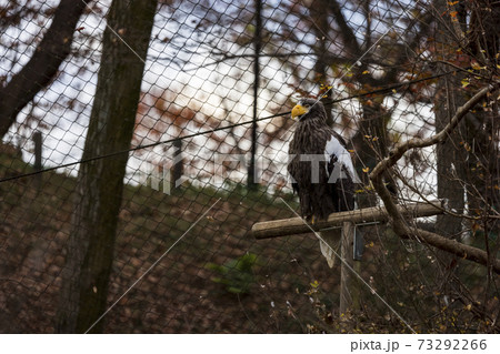 多摩動物公園 オオワシ 73292266