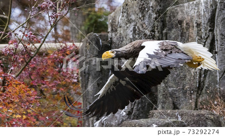 多摩動物公園 オオワシ 多摩動物公園 オオワシ 73292274