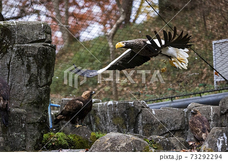 多摩動物公園 オオワシ 多摩動物公園 オオワシ 73292294