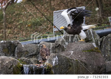 多摩動物公園 オオワシ 73292303
