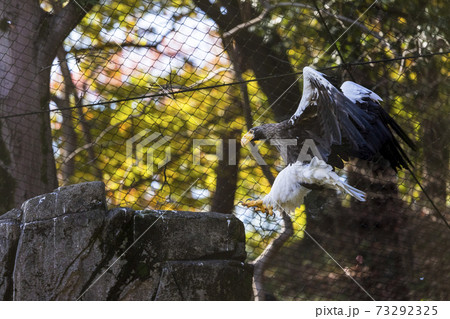 多摩動物公園 オオワシ 73292325