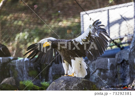 多摩動物公園 オオワシ 多摩動物公園 オオワシ 73292381