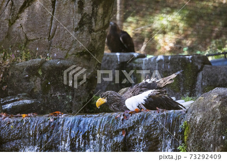 多摩動物公園 オオワシ 73292409
