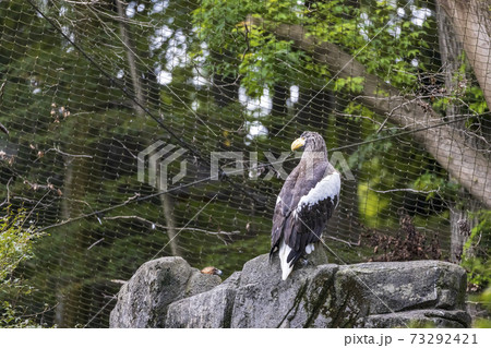 多摩動物公園 オオワシ 多摩動物公園 オオワシ 73292421