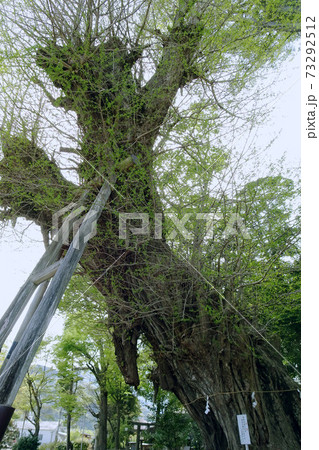 傾いて支えられている五所神社の銀杏の木／神奈川県足柄下郡湯河原町 73292512