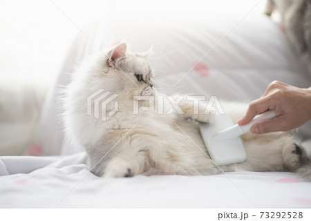 Asian woman using a comb brush Persian cat Asian woman using a comb brush Persian cat 73292528