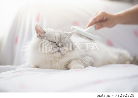 Asian woman using a comb brush Persian cat Asian woman using a comb brush Persian cat 73292529
