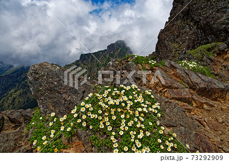 八ヶ岳連峰 赤岳のチョウノスケソウ群落と阿弥陀岳の写真素材