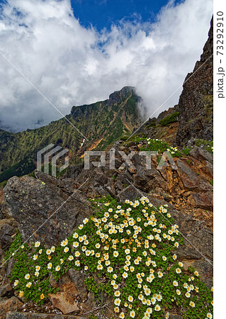 八ヶ岳連峰 赤岳のチョウノスケソウ群落と阿弥陀岳の写真素材