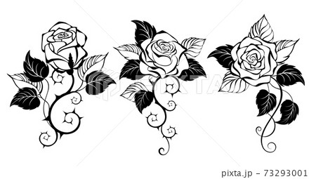 Three outline roses.epsのイラスト素材 [73293001] - PIXTA