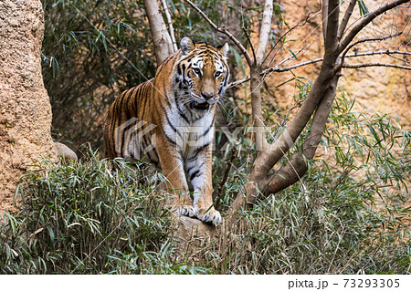 多摩動物公園 アムールトラ 73293305
