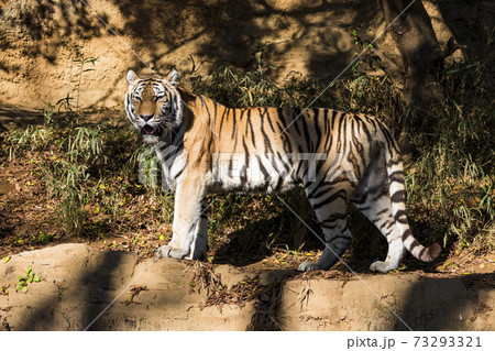 多摩動物公園 アムールトラ 多摩動物公園 アムールトラ 73293321