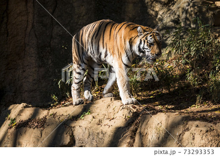 多摩動物公園 アムールトラ 73293353