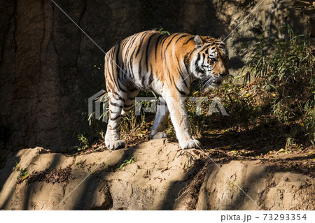 多摩動物公園 アムールトラ 多摩動物公園 アムールトラ 73293354