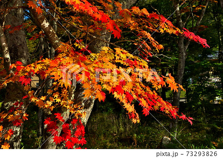 紅葉 白樺湖 紅葉 白樺湖 73293826